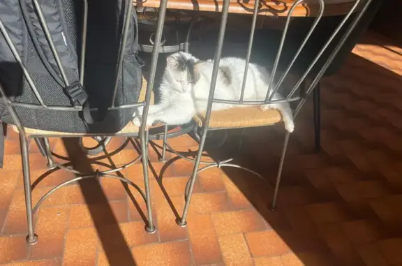 Chat perdu, Castets, photo: Chat perdue, Rue des Bruyères, Castets