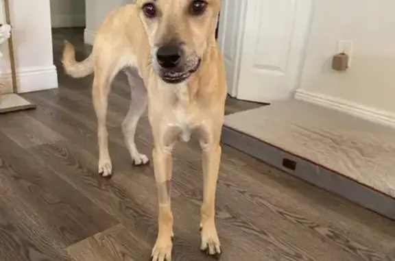 Lost Tan Dog: Diabetic & Partially Blind