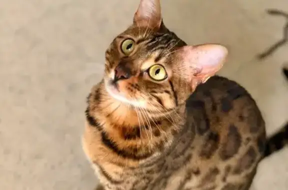 Lost Shy Cat on Gossamer Drive