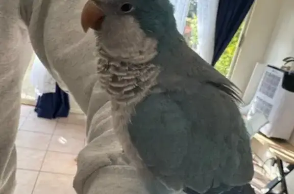 Friendly Bird Found: ID Tag on...