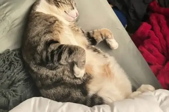 Lost Cat: Friendly, Bell-Trained in Augusta