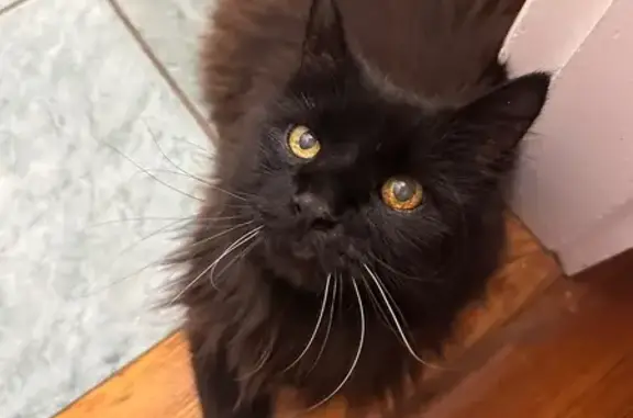 Lost and found pets Medford, photo: Elderly Cat Found: Sweet & Seeking Home