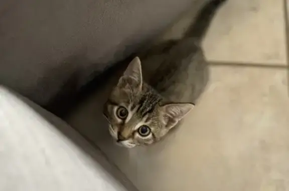 Chat tigré perdu, non pucé, Paradou - photo