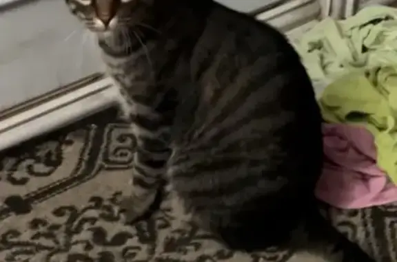 Missing cat Spring, photo: Lost Gray Cat: Green Eyes, Spring Area