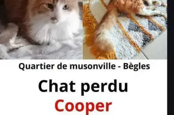 Animaux perdus Bègles, photo: Chat perdu roux et blanc, yeux verts, Bègles