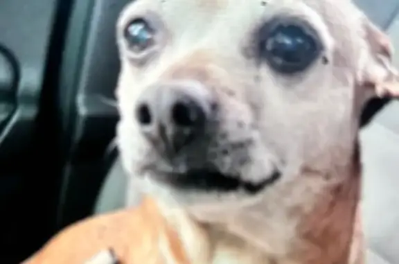 Lost Dog Vinney: Thin, Coughs, Black Harness