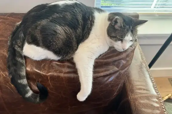 Missing cat South Burlington, photo: Lost Cat: Otis on Farm Rd, S. Burlington