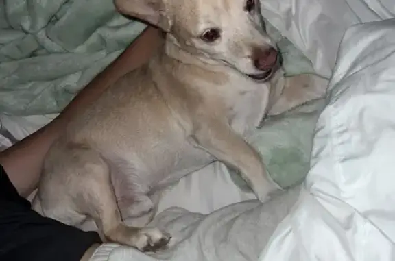 Found dog California City, photo: Found Sweet Tan & White Dog in Bakersfield