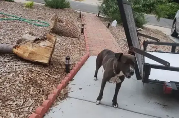Found dog Aurora, photo: Found: Medium Dark Dog on East Mercer Dr