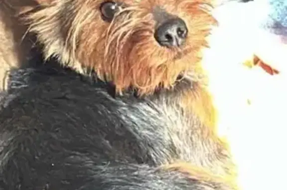 Missing dog Wilmington, photo: Lost Dog: Friendly Pup on East 13th St