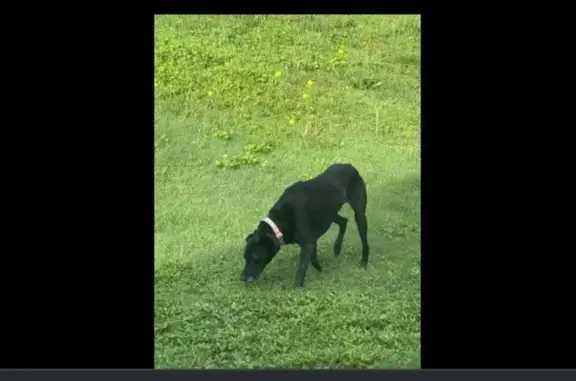 Lost Black Dog: Pink Floral Collar Found