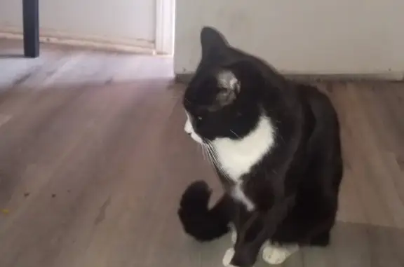 Lost Tuxedo Cat: Unique Markings, Lancaster