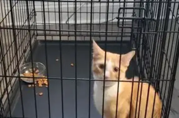 Found cat Philadelphia, photo: Friendly Orange Tabby Found: Claim Now!