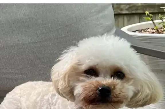 Lost Yorkie Poo: Small, White, Fluffy