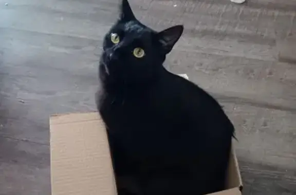 Lost Black Cat: Yellow Eyes, White Spot