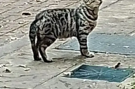 Found: Male Tabby, Osborne Rd,...