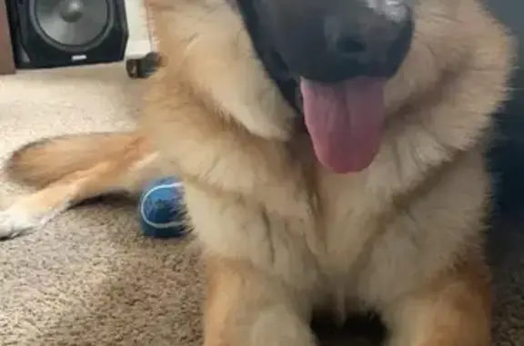 Missing dog , photo: Lost Dogs: Friendly Duo in Babcock Area