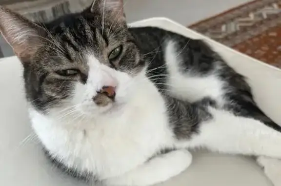 Lost Indoor Cat: Grey & White in Chicago