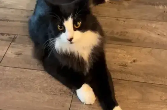 Lost Tuxedo Cat: SE Davis Rd, Hillsboro