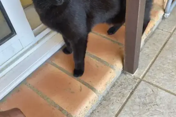 Chatte noire perdue, sociable, Narbonne - photo
