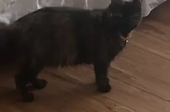 Lost Tortoiseshell Cat: Help Us Find Her!
