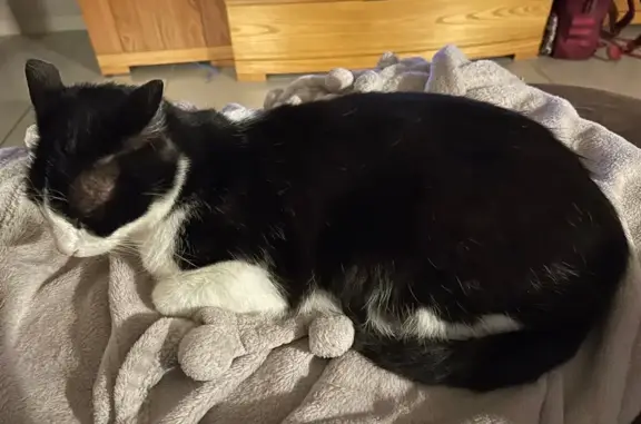 Chat perdu à Vertaizon : Félix noir et blanc - photo