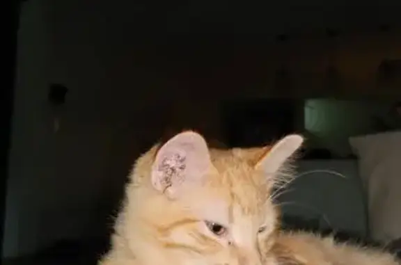 ¡Ayuda a Encontrar a Leo, Gato Amarillo Perdido!