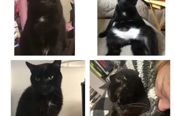 Lost Therapy Cat: Black & White, Noahs Rd
