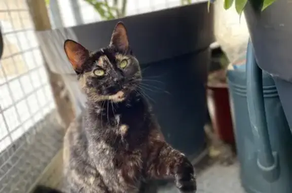 Chatte écaille de tortue perdue à Pithiviers - photo