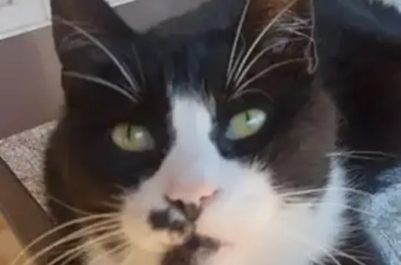 Chat perdu, Carpentras, photo: Chat perdue, tâche noire nez, pelade dos