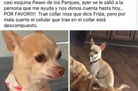 Se busca: Chihuahua miel llamada Frida