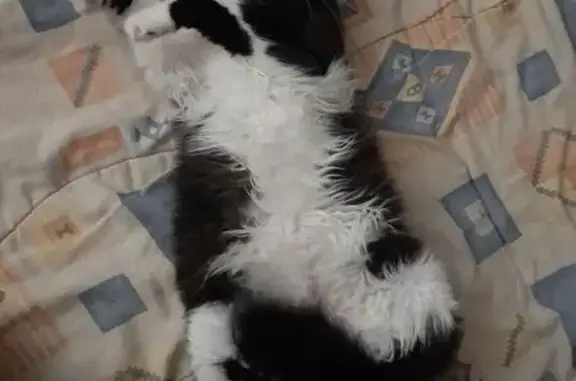 Chat perdue noir et blanc à Jacou - photo