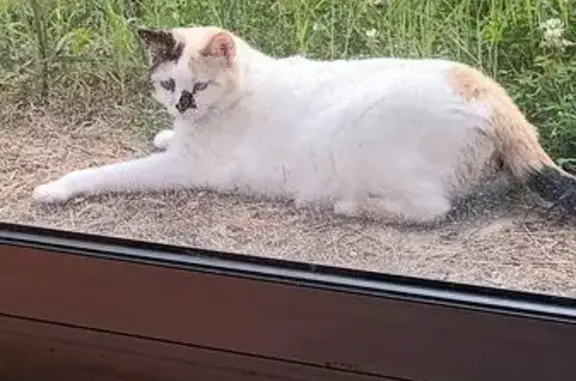 Animaux perdus Vinay, photo: Chatte blanche perdue, yeux bleus, Vinay