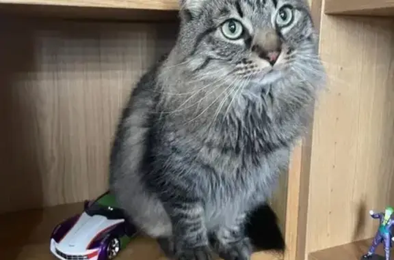 Gatos perdidos, , foto: Gato Perdido: Grande, Peludo y Cariñoso
