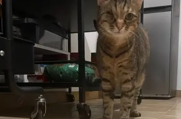 Chat perdu, Pérols, photo: Chat perdue, 12 ans, un œil, Pérols