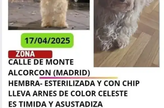 Perro Perdido: Collar Celeste en Alcorcón