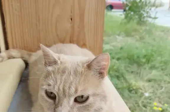Chat roux clair trouvé, Simba, rue Fournier - photo