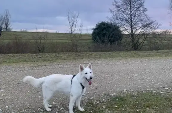 Chien perdu , photo : Chienne stérilisée perdue à Joyeux