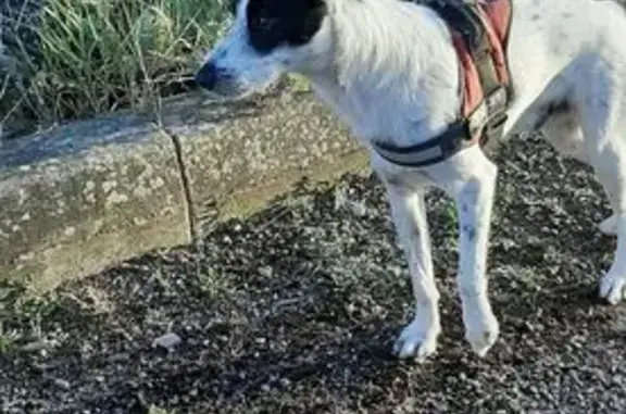 Animaux trouvés Beaune, photo: Chien noir et blanc trouvé à Beaune
