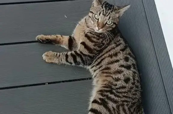 Animaux perdus Allonne, photo: Chat tigré perdu, queue courte, Allonne