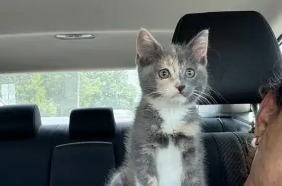 Lost Calico Kitten: Purple Collar, Shy
