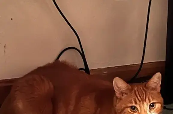 Help Find Bob: Friendly Orange Cat Lost!