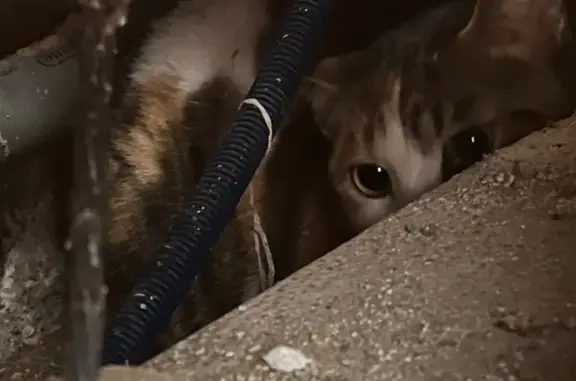 Chat trouvé Niort, photo: Chatte tricolore coincée cave Rue du Rempart