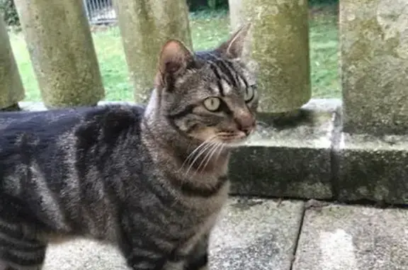 Chat trouvé Blanquefort, photo: Chat câlin trouvé à Blanquefort