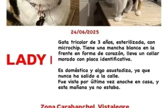 Gatos perdidos, Madrid, foto: ¡Ayúdanos a encontrar a nuestra gata perdida!
