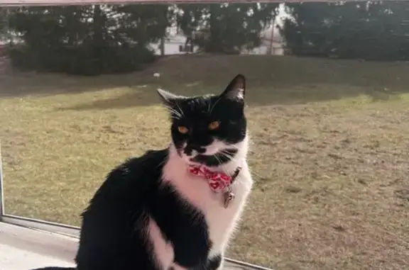 Lost Cat: Black with Mustache Pattern