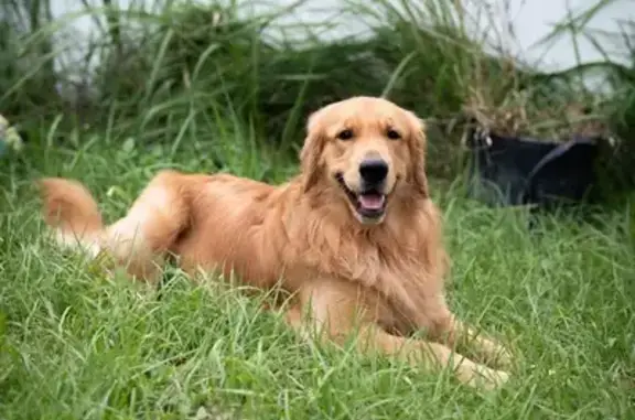 Lost Golden Retriever: Fluffy & Friendly