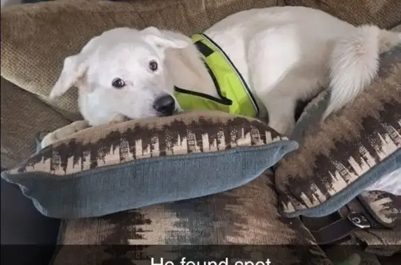 Help Find Timid Dog Stolen in Tennessee