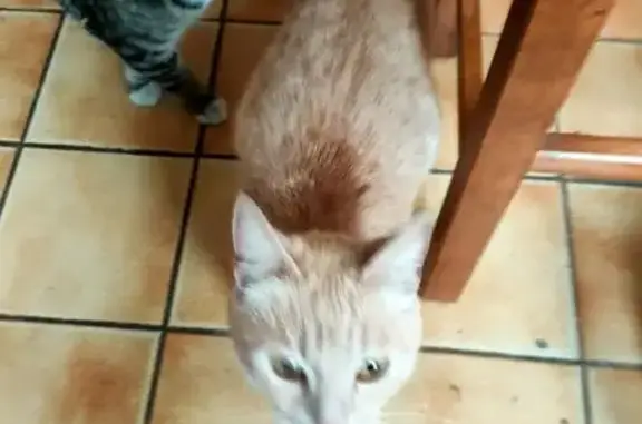 Chatte sable trouvée à Tourcoing - photo