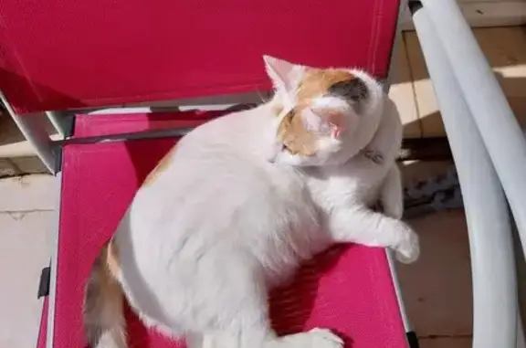 Chatte Snow perdue, blanche tachetée rousse - photo